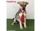Adopt Humphrey a Tricolor (Tan/Brown & Black & White) German Shepherd Dog /