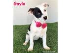 Adopt Gayla a White - with Black Pit Bull Terrier / Mixed dog in San Diego