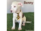 Adopt Benny a White - with Black Pit Bull Terrier / Mixed dog in San Diego