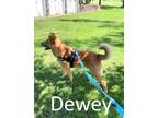 Adopt Dewey a Tan/Yellow/Fawn - with Black Shepherd (Unknown Type) / Carolina