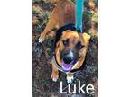 Adopt Luke a Red/Golden/Orange/Chestnut - with White Black Mouth Cur / Shepherd