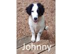 Adopt Johnny a White - with Black Border Collie / Australian Shepherd / Mixed