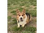 Adopt Itachi a Corgi / Mixed dog in Denver, CO (41464627)