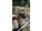 Adopt Jet a Brindle Bullmastiff / Mastiff / Mixed dog in Topeka, KS (41464626)