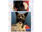 Adopt Kiki a Akita / Mixed dog in Silver Spring, MD (41464625)