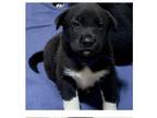 Adopt Hera a Akita / Mixed dog in Silver Spring, MD (41464624)