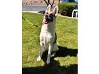Adopt Dallas a Tricolor (Tan/Brown & Black & White) German Shepherd Dog / Mixed