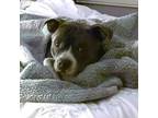 Adopt Bluto a Pit Bull Terrier, Mixed Breed