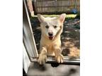 Adopt Kiony a White - with Tan, Yellow or Fawn Husky / Akita / Mixed dog in Fort