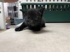 Adopt Tanjiro a All Black Domestic Shorthair / Domestic Shorthair / Mixed cat in