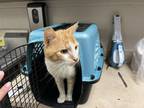 Adopt Carrot a Orange or Red Domestic Shorthair / Domestic Shorthair / Mixed cat