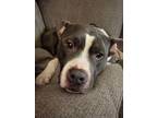 Adopt Zoey a Gray/Silver/Salt & Pepper - with White Pit Bull Terrier / Mixed dog