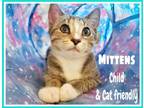 Adopt Mittens & Tiger (bonded) (FCID# 09/12/2023 - 43) C a Brown or Chocolate