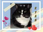 Adopt Ryan a Black & White or Tuxedo Maine Coon (medium coat) cat in Harrisburg