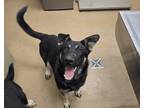 Adopt Camper a Black Shepherd (Unknown Type) dog in Apple Valley, CA (41464597)
