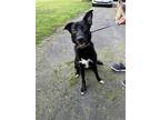 Adopt Milo a Black - with White Labrador Retriever / Shepherd (Unknown Type) /