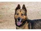 Adopt SPATZ a Brown/Chocolate - with Black German Shepherd Dog / Mixed dog in