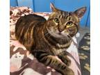 Adopt Sophie - CUDDLE BEAR and FREE Gift Bag a Brown Tabby Domestic Shorthair /