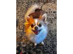 Adopt Petunia a White - with Tan, Yellow or Fawn Pomeranian / Mixed dog in
