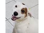 Adopt Tango a Jack Russell Terrier, Mixed Breed