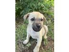 Adopt Clyde a Tan/Yellow/Fawn - with Black Black Mouth Cur / Mixed dog in