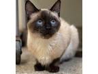 Adopt Meika a Siamese / Mixed (long coat) cat in Great Bend, KS (41349919)