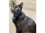 Adopt Felix (blue collar) a Domestic Shorthair / Mixed (short coat) cat in Great