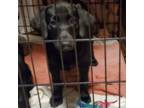 Labrador Retriever Puppy for sale in Ames, IA, USA