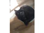 Adopt Jay a All Black Domestic Longhair / Mixed (long coat) cat in