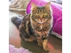 Adopt Percy (bonded with Nubbie) a Domestic Medium Hair
