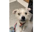 Adopt Levi a Tan/Yellow/Fawn Mixed Breed (Small) / Mixed dog in Philadelphia