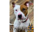 Adopt Anubis a White American Pit Bull Terrier / Mixed dog in Grand Island