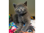 Adopt Damara a Gray or Blue Domestic Shorthair / Domestic Shorthair / Mixed cat
