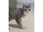 Adopt Kaboodle a Gray or Blue Domestic Shorthair / Domestic Shorthair / Mixed