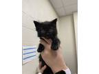 Adopt Arya a All Black Domestic Mediumhair / Domestic Shorthair / Mixed cat in