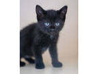 Adopt Chanel a All Black Domestic Shorthair / Domestic Shorthair / Mixed cat in