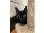 Adopt Bago* a All Black Domestic Shorthair / Domestic Shorthair / Mixed cat in