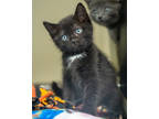 Adopt Dermot a All Black Domestic Shorthair / Domestic Shorthair / Mixed cat in