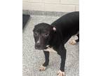 Adopt Xerxes a Black American Pit Bull Terrier / Shepherd (Unknown Type) / Mixed