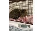 Adopt avacado a Brown or Chocolate Domestic Shorthair / Domestic Shorthair /