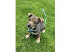 Adopt Bucket a Tan/Yellow/Fawn Terrier (Unknown Type, Medium) / Beagle / Mixed