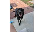 Adopt Sophie a Black - with White Mutt / Mixed dog in Lake Charles