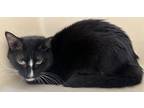 Adopt Bruce a All Black Domestic Shorthair / Domestic Shorthair / Mixed cat in