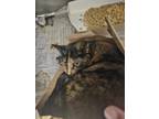 Adopt Snickers a All Black Domestic Shorthair / Domestic Shorthair / Mixed cat
