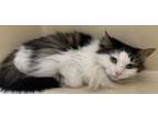 Adopt Suzie a All Black Domestic Longhair / Domestic Shorthair / Mixed cat in