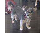 Adopt Blueberry a Gray/Silver/Salt & Pepper - with White Australian Terrier /