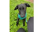 Adopt Trilly in CT a Black - with White Labrador Retriever / Mixed Breed
