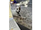 Adopt Milo a White - with Brown or Chocolate Jack Russell Terrier / Rat Terrier