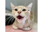 Adopt Velma (Bonded w/Fred) a Cream or Ivory Domestic Shorthair / Mixed (short
