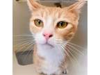 Adopt Fred (Bonded w/Velma) a Cream or Ivory Domestic Shorthair / Mixed (short
